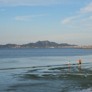 “啥时出海打捞浒苔呢？”